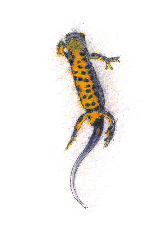 Great Crested Newt