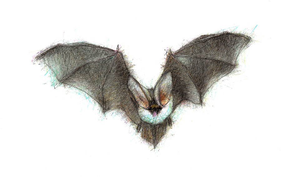 Grey Long Eared Bat