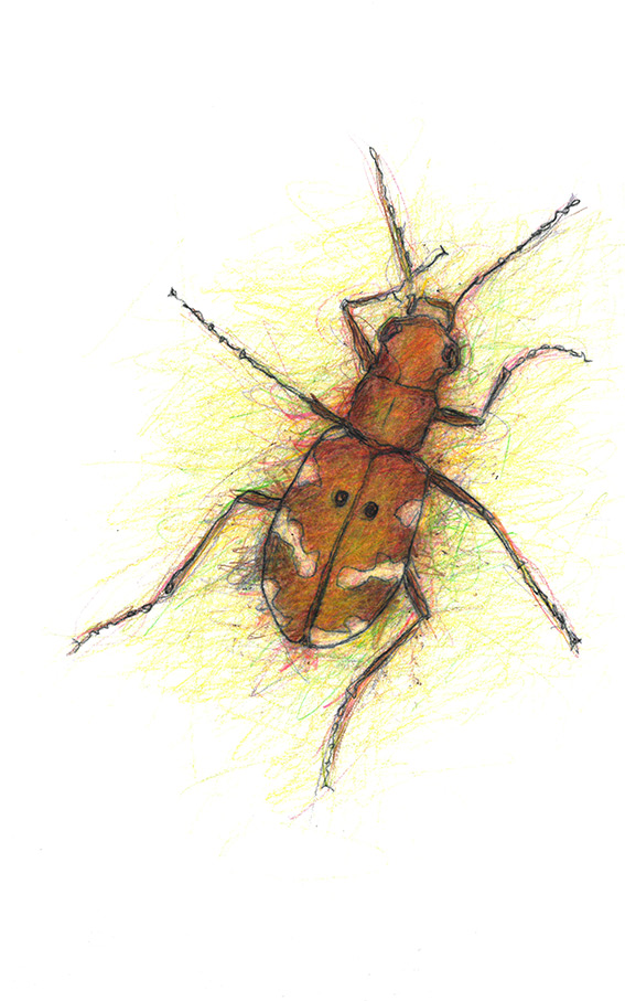 Northern Dune Tiger Beetle