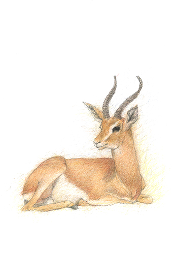 Palestinian Mountain Gazelle