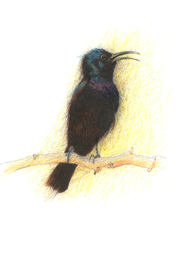 Palestinian Sunbird
