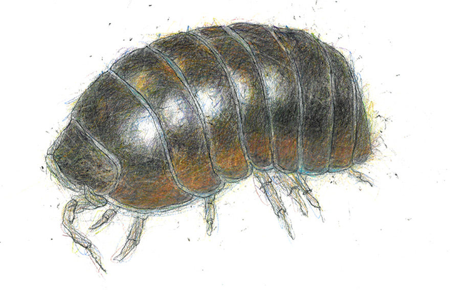 Pill Woodlouse