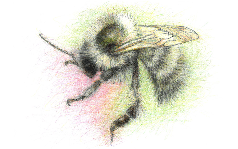 Shrill Carder Bee
