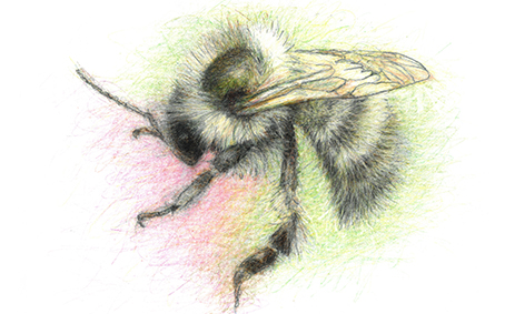 Shrill-Carder-Bee