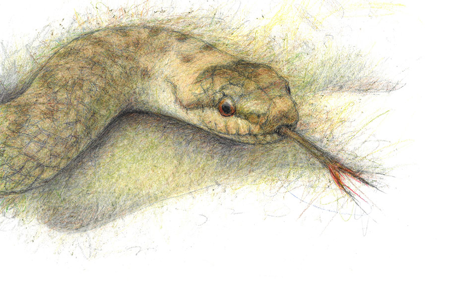 Smooth Snake