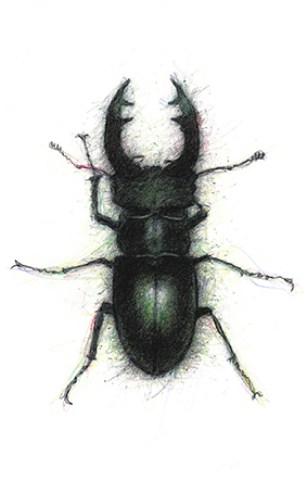 Stage Beetle