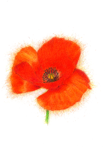 The Palestine Poppy
