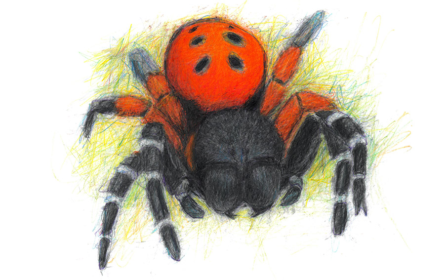 Ladybird Spider