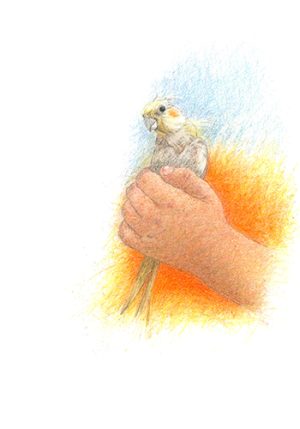 Boy holding a Parakeet