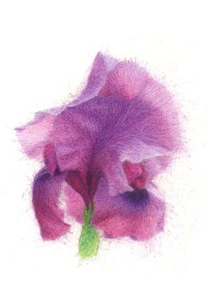 Faqqua Iris