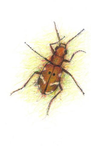 Northern Dune Tiger Beetle