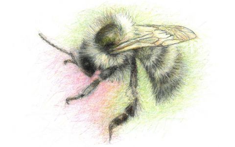 Shrill Carder Bee