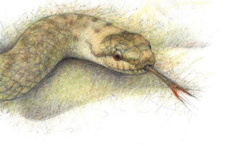 Smooth Snake