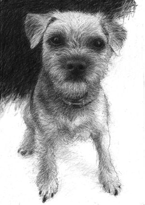 A black and white drawing of a Highland Terrier dog. The dog stares at the viewer, his wire hair merging into the black background at the top of the scene.