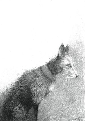 A black and white portrait of a hairy lurcher dog, in profile, looking away from the viewer she sits at the bottom of the page.
